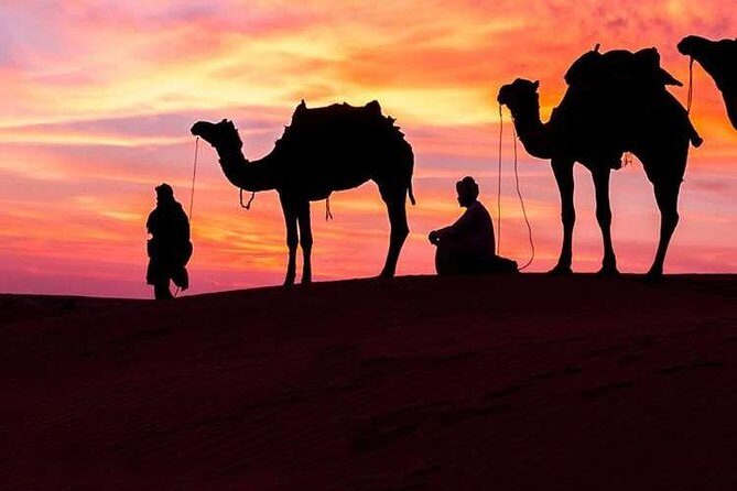 Private Morning Desert Safari - In-Depth Look at the Itinerary