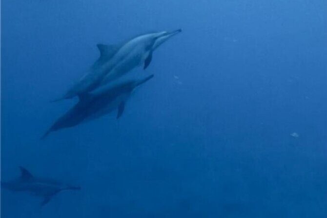 Private Morning Dolphin Watching Snorkeling and Seafood BBQ - The Practical Details: What’s Included and What’s Not