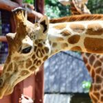 Private Morning Safari to Nairobi National Park & Giraffe Center - Transportation & Practicalities
