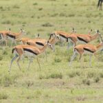 Private Multi-Day Tour in Tanzania Safari - Day 2: Sunrise in Lake Manyara, then Serengeti