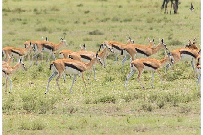 Private Multi-Day Tour in Tanzania Safari - Day 2: Sunrise in Lake Manyara, then Serengeti