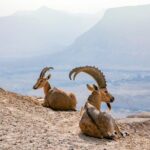 Private Muscat tour to the Grand Canyon Nizwa - Whats Included and What to Expect