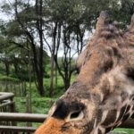 Private Nairobi Day tour to Giraffe Center and Karen Blixen - Transportation, Timing, and Comfort