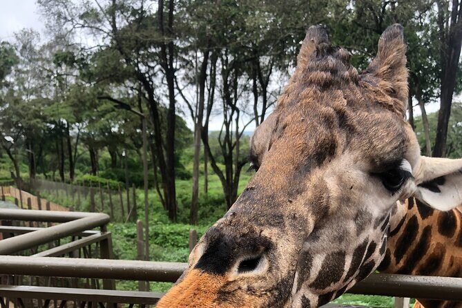 Private Nairobi Day tour to Giraffe Center and Karen Blixen - Transportation, Timing, and Comfort
