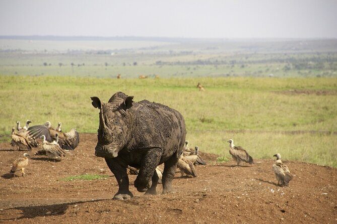 Private Nairobi National Park Day Tour - Insights from Actual Travelers