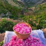 Private Oman Full Day Guided Sightseeing Tour - Ascending Jabal Akhdar: Mountain Majesty