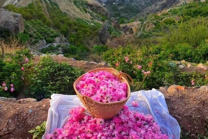 Private Oman Full Day Guided Sightseeing Tour - Ascending Jabal Akhdar: Mountain Majesty