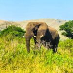 Private Safari and Wildlife Tour in Hluhluwe - Who Would Love This Safari?