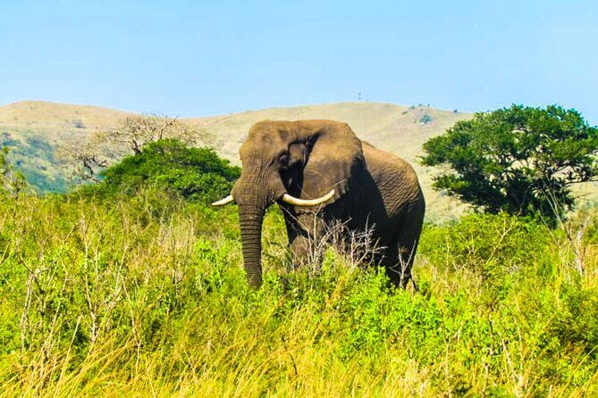 Private Safari and Wildlife Tour in Hluhluwe - Who Would Love This Safari?