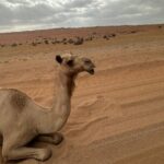 Private Safari tour and Wadi in 4x4 with a local guide - The Cost and Its Value