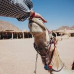 Private Safari Tour & Camel Ride in Sinai Desert of Sharm - Who Should Consider This Tour?