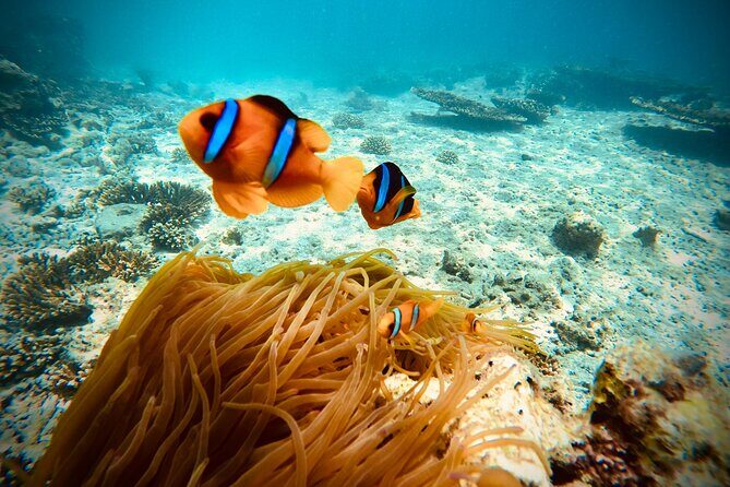 Private scuba diving trips Muscat - Who This Tour Is Best For