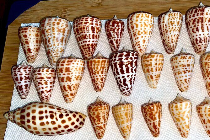 Private Shelling and Dolphin Excursion - What’s Included and What You Should Bring