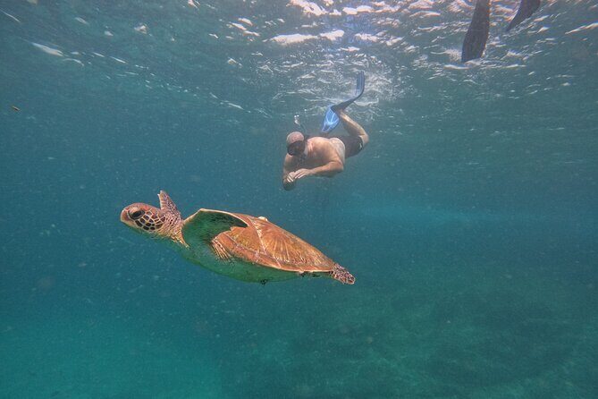 Private Snorkeling with turtles with BBQ food - Who Will Love This Tour?