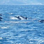 Private Speed Boat Experience To Dolphin House in Hurhgada - Frequently Asked Questions