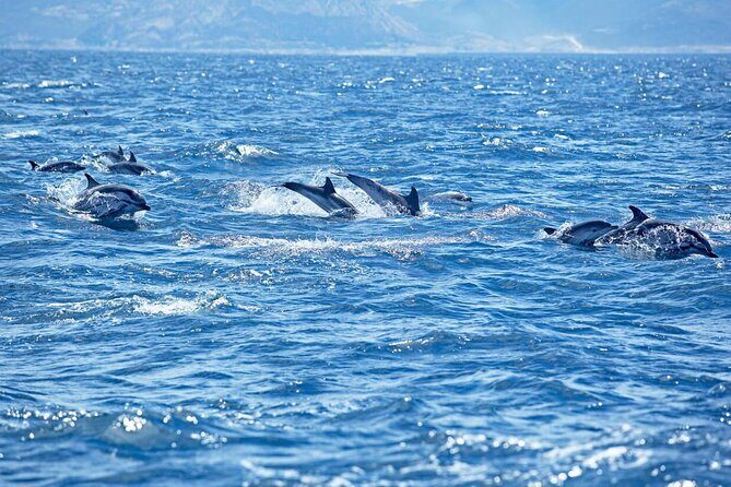 Private Speed Boat Experience To Dolphin House in Hurhgada - Frequently Asked Questions