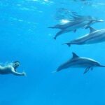 Private Speed Boat to DOLPHINS House & Water activities -HURGHADA - Deep Dive into the Itinerary