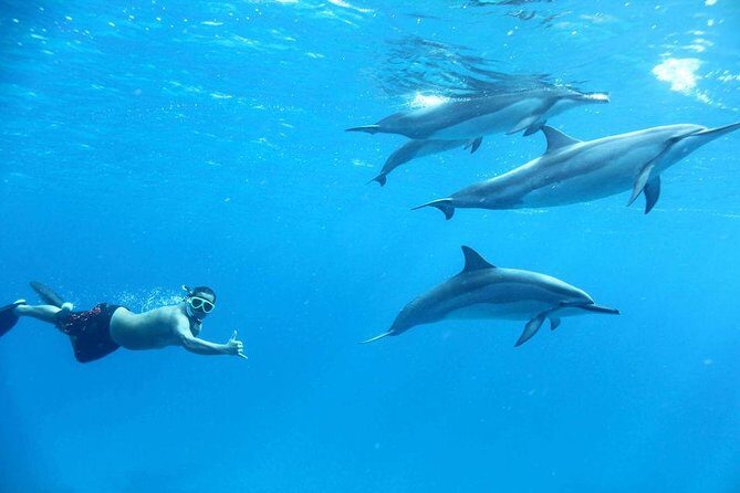Private Speed Boat to DOLPHINS House & Water activities -HURGHADA - Deep Dive into the Itinerary
