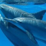 Private Speed Boat to Magawish Island's Hidden Wonders - Hurghada - Who Will Enjoy This Tour?