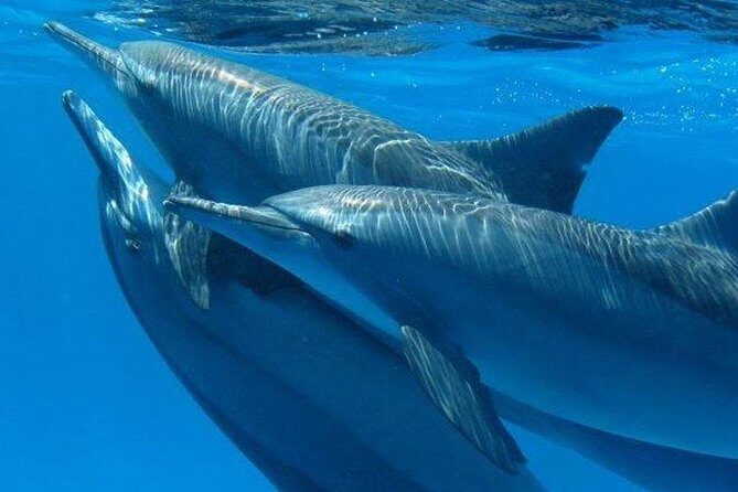 Private Speed Boat to Magawish Island's Hidden Wonders - Hurghada - Who Will Enjoy This Tour?