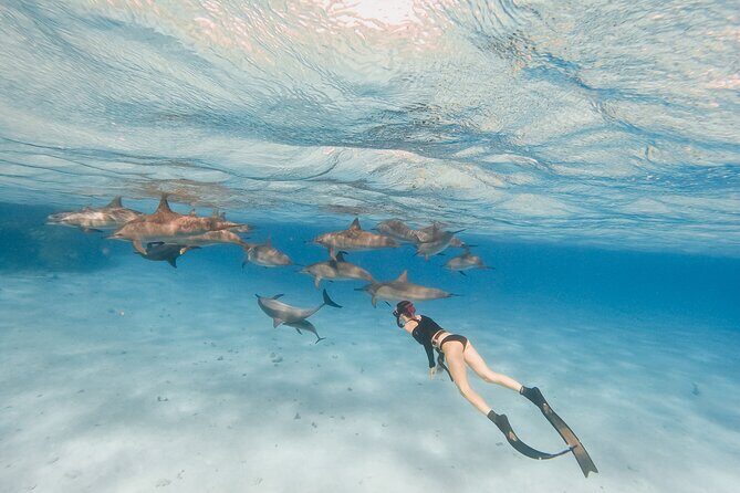 Private Speedboat swimming and Dolphin Watching in Hurghada - Pricing and Value