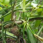 Private Spice Tour and Jozani Forest in Zanzibar - The Balance of Value and Experience