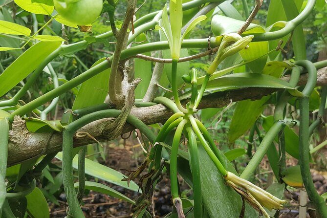 Private Spice Tour and Jozani Forest in Zanzibar - The Balance of Value and Experience