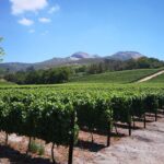 Private Stellenbosch, Franschhoek Paarl Wine Tour from Cape Town - What’s Included & What’s Not?