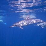 Private sunrise Dolphin with Le Havanah Boat - Why This Tour Stands Out