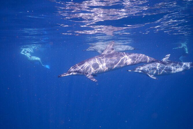 Private sunrise Dolphin with Le Havanah Boat - Why This Tour Stands Out