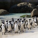 Private Table Mountain Penguins & Cape Point Tour from Cape Town - What Sets This Tour Apart
