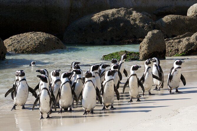 Private Table Mountain Penguins & Cape Point Tour from Cape Town - What Sets This Tour Apart
