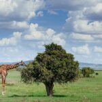 Private Tarangire National Park Day Tour - Why the Price Is Justified