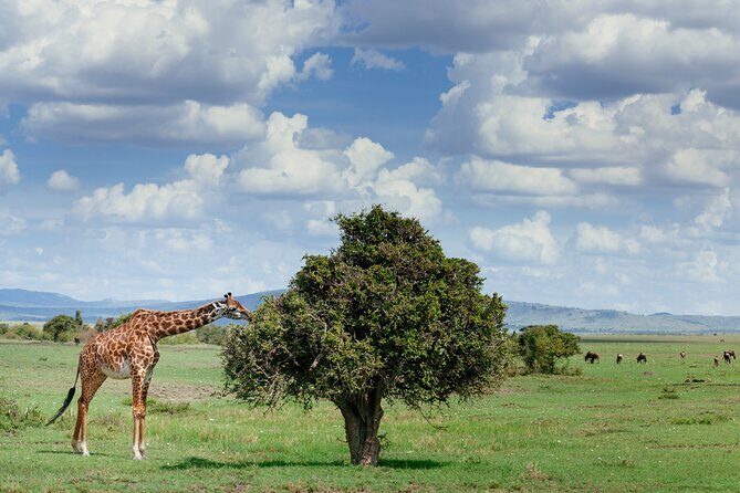 Private Tarangire National Park Day Tour - Why the Price Is Justified