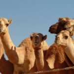Private Tour : Al Ain City Sightseeing with Lunch from Dubai - The Itinerary: A Closer Look