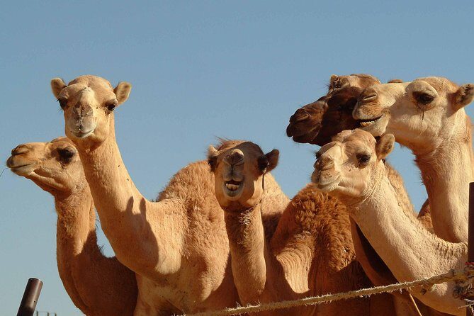 Private Tour : Al Ain City Sightseeing with Lunch from Dubai - The Itinerary: A Closer Look