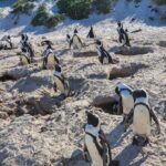 Private Tour Cape of Good Hope & Penguins Sightseeing Full day - Pricing & Value