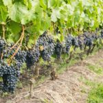 Private Tour of Top 5 Stellenbosch Wineries From Cape Town - What to Expect When Booking