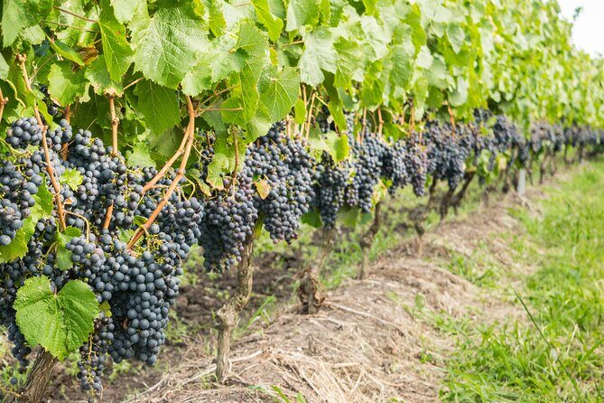 Private Tour of Top 5 Stellenbosch Wineries From Cape Town - What to Expect When Booking