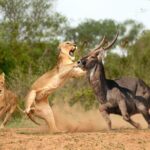 Private Tour of Tsavo East National Park from Mombasa - Why This Tour Offers Value