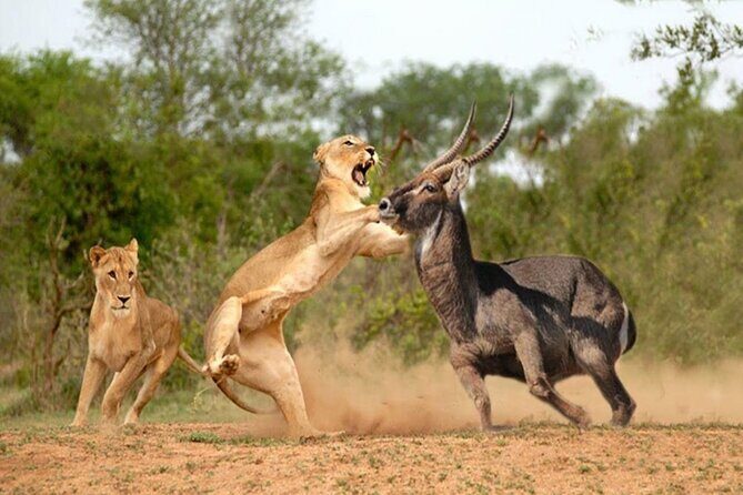 Private Tour of Tsavo East National Park from Mombasa - Why This Tour Offers Value