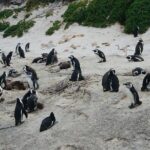 Private Tour: Penguins, Cape Point and Cape of Good Hope - The Practicalities: What You Need to Know