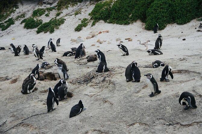 Private Tour: Penguins, Cape Point and Cape of Good Hope - The Practicalities: What You Need to Know