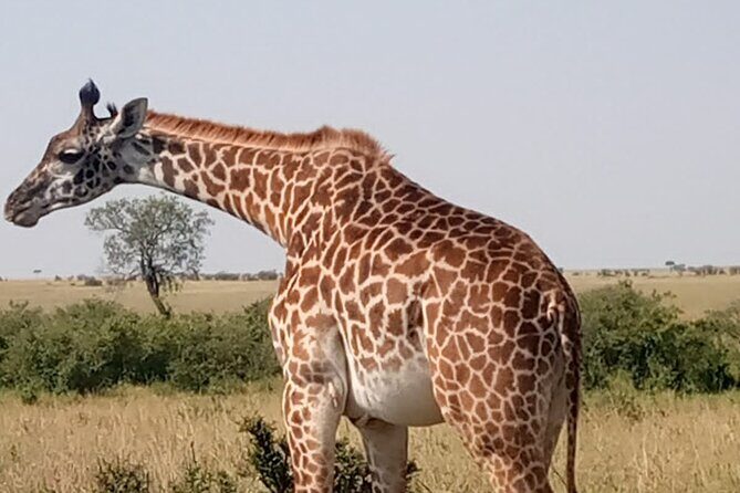 Private Tour Safari To Nairobi National Park - The Transportation