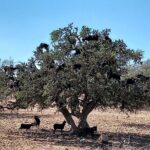 Private Tour: Tiout and Taroudant from Agadir - Practical Tips for Travelers