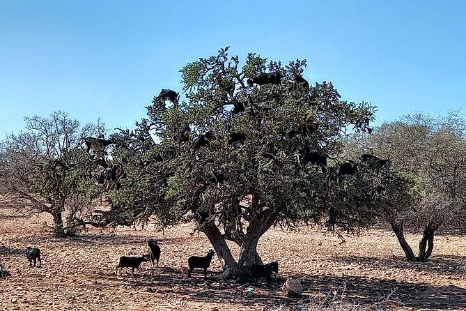 Private Tour: Tiout and Taroudant from Agadir - Practical Tips for Travelers