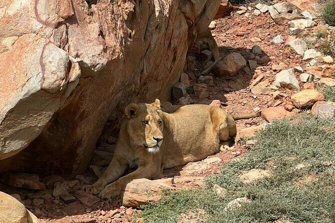 Private Tour to Aquila Game Reserve in Cape Town - see the Big5 - What Makes This Tour Stand Out?