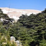 PRIVATE Tour to Cedars of God, Besharre & Qozhaya Valley - Practical Details and Experience Quality