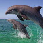 Private Tour to Dolphins house Sea hero of Egypt snorkeling - Considerations & Tips for Travelers
