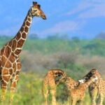Private Tour To Giraffe Centre in Nairobi - The Experience at the Giraffe Centre